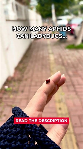 Ladybugs Eat 60 Aphids Per Day #Shorts