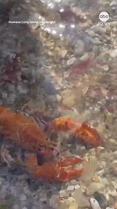 84K views · 444 reactions | A rare orange lobster nicknamed Clementine was released into the waters off New York's Long Island in late August after being saved from consumption. Only about one in 30 million lobsters caught have the orange coloration. >> https://www.wsbtv.com/news/trending/ | WSB-TV | Facebook