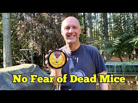 D-Con No View No Touch Trap Review — Safe & Easy Setup