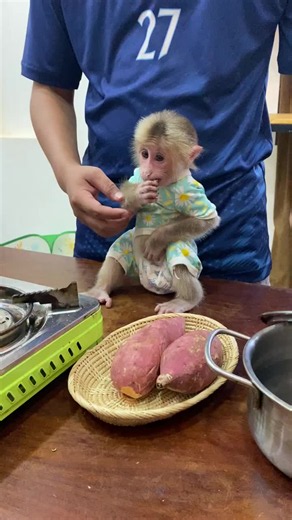 Cute Baby Monkey Bibi: Latest Funny & Adorable Clips