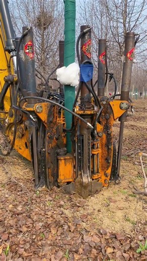 Master Tree Digging in Changqing: Your Ultimate Nursery Guide