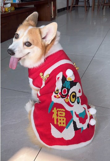 New clothes #corgi #dog #mypet