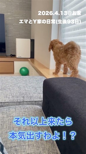 強気→0.5秒で撤退する犬 #オーストラリアンラブラドゥードル #子犬のいる生活 #パピーライフ