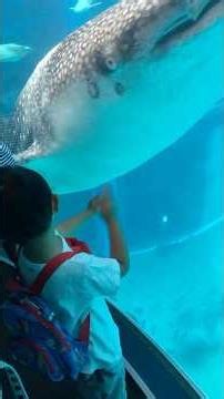 大阪の水族館【海遊館】のレポします。#海遊館#南港#水族館