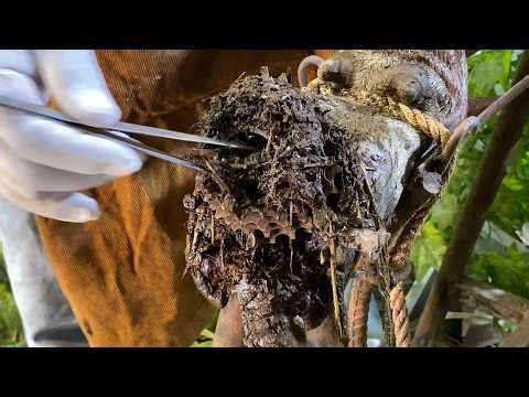 Ep268-Learn How to Safely Extract a Screw and Nail from a Cow’s Hoof