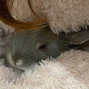 kani_kaniii - Twitch