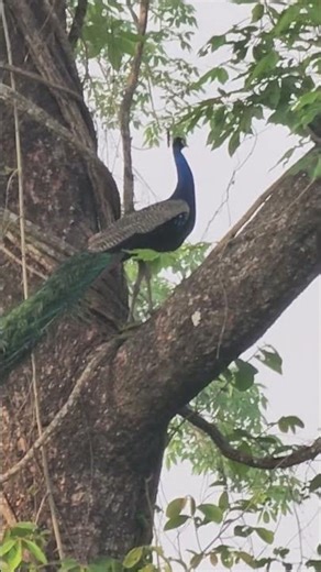 How Peacocks fly 🕊️🕊️.