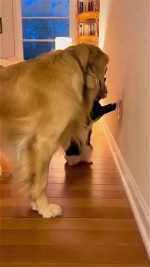 Dog Stuck in the Dark… Cat Turns on the Lights 😂🐱🐶 #shorts #viral #funnyanimals #cute