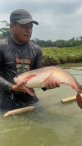 Big Fish Catching By Hand #reels | Extreme Fish World