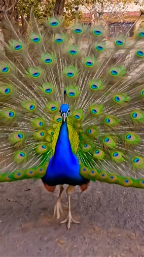 Peacock sound in Forest | Peacock Calling Sound | @Prakritikigodmein