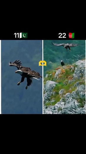 Eagle vs. Hawk: Majestic Birds in Nature