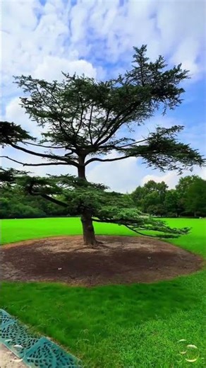 A Century-Old Green Oasis! 🌳⛲️ Exploring the Historic Zhongshan Park.(百年的绿色绿洲！🌳⛲️ 探访底蕴深厚的中山公园。)
