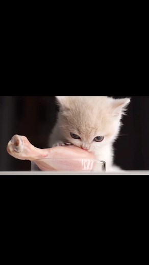 (part 1)Don't underestimate the bite force of kitten#amsreating #rawfedcat #cateating #catsoftiktok #cat