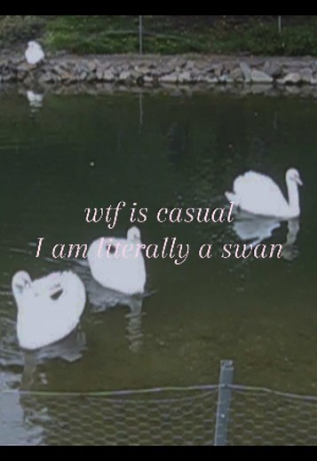 ✩˚｡⋆ ༄࿔ #swan #mazzystar #roseblood #casual #sea