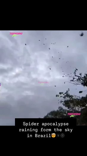 Spiders having been covering the sky’s in Brazil local media sources are calling it a “Spider Apocalypse” Raining spiders a new thing of 2025?🕸️‼️ #brazil #spiders #spider #trendingnow #viral #reels #trending #spidershower #sky | Trending Au