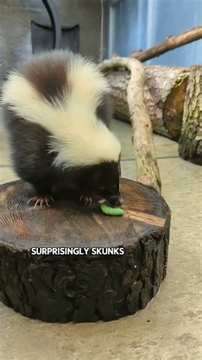 This Tiny Animal Can Scare Away Bears! 🦨 Striped Skunk Facts