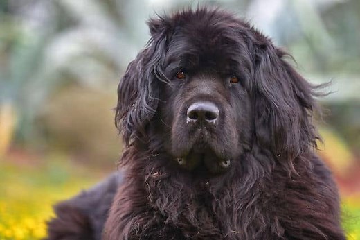 21 Big Black Long Haired And Fluffy Dog Breeds