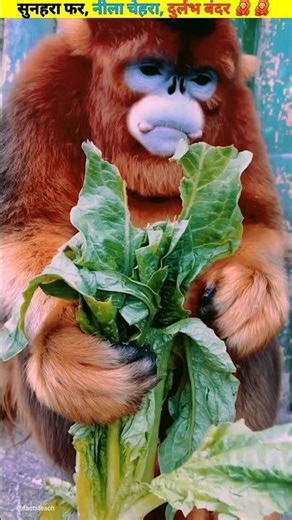 Blue-faced Golden Monkey 🐒✨ Golden Snub-nosed Monkey #shorts #ytshorts #monkey