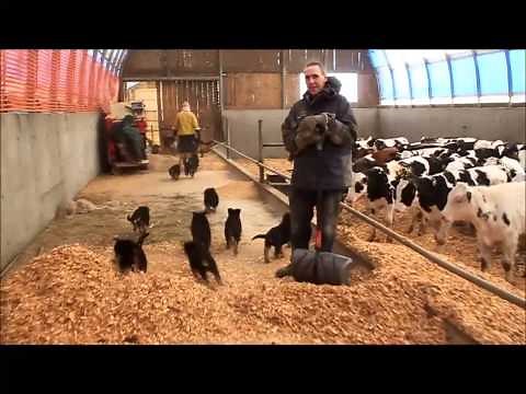 Socialisation chiots Berger Allemand