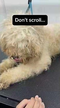 This Cockapoo Was Completely Matted… Look at the Result! 😱🐶 #Shorts