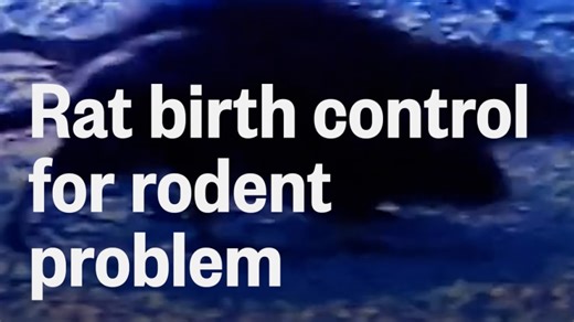 Rat birth control for rodent problem