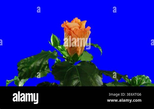 Time lapse of orange Hibiscus (Chinese rose) flower opening blue chroma key. Open this file in Adobe After Effects, select Keylight effect, click on blue background with Screen Color eyedropper and you'll have perfect alpha matte Stock Video Footage - Alamy