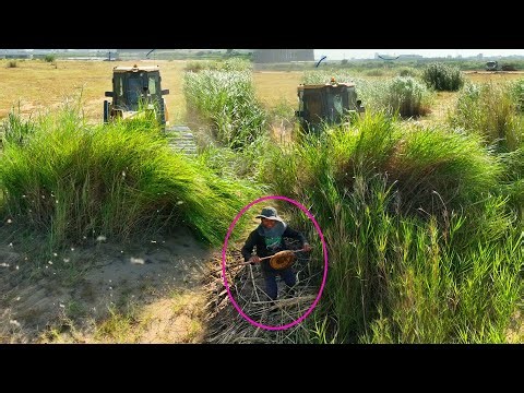 NEW, Incredible Clearing Forest Step by Step Clearing The Land Project Using SHANTUI DH17 C2 Dozer