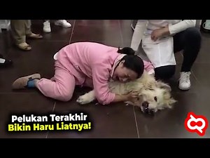 Dirawat dan Dibesarkan Sejak Kecil! Kisah Menyedihkan Perpisahan Hewan dengan Majikannya Bikin Mewek