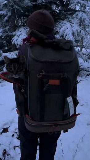 We got our new WildPath pet backpack by Petsfit! Robey cat approves! Head to www.PETSFIT.com and use code [WPMutts] and our followers get an extra 20% off! #petsfit #wildpathbackpack #wildpathadventure #wildpath | Mo Mountain Mutts