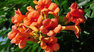 Bignonia naranja o Tecomaría