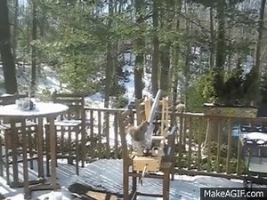 Squirrel Catapult on Make a GIF