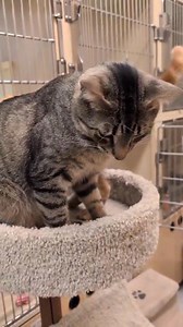 Leroy - Brown Male Tabby - 2 years old He was rescued from a home where there were several other cats. Leroy is a gentle, majestic boy. When he was in the foster home before coming to the store he was extremely loving and enjoyed sitting on a lap. He enjoys watching the kittens play and is very tolerant of their antics. He likes to play but also enjoys just observing the activities around him. He will need a home with another cat or kitten friend. He has been neutered, microchipped and is up to 