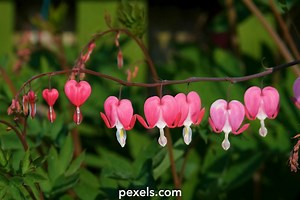 Bleeding Heart Videos, Download The BEST Free 4k Stock Video Footage & Bleeding Heart HD Video Clips