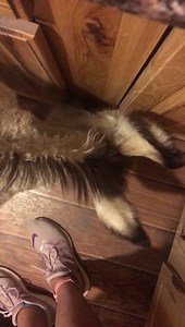 Apparently we live in Willy wonka’s house.......The snozzberries taste like snozzberries!!! 🤣🤪 | Walter the orphan from Oatman’s happy new life