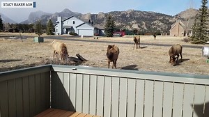 This herd of elk took over an Estes Park, Colorado neighborhood. | The National Desk - TND