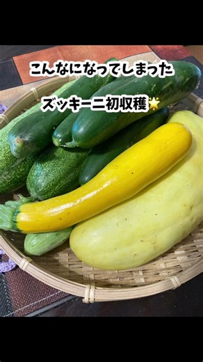 気が付かずに放置したらキュウリが巨大化😱 #自然農 #家庭菜園 #garden #無農薬無肥料栽培