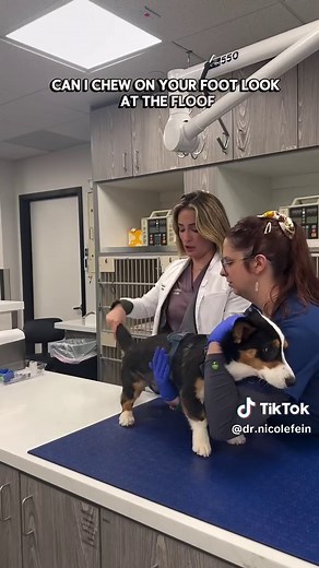 Why Corgi Butts Drive Us Nuts