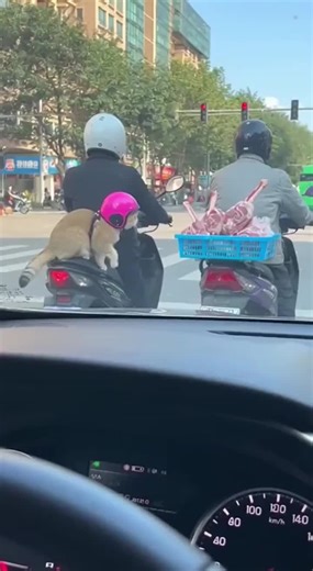 #BalliBotMogis #TrendingReels #TrendingReels #Foryoupage ##FYP #FYP #ViralTikTok #MillionViews #TechMagic #SmartBot #AITrend #RobotVibes #innovation