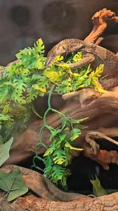 16K views · 660 reactions | We caught our baby dinosaur cuddled up on his branch fast asleep  how cute is he ❤️ He is the last of our rough neck monitors, you wouldn't believe he will grow upto 5ft  | Lincoln reptile and pet centre ltd | Facebook