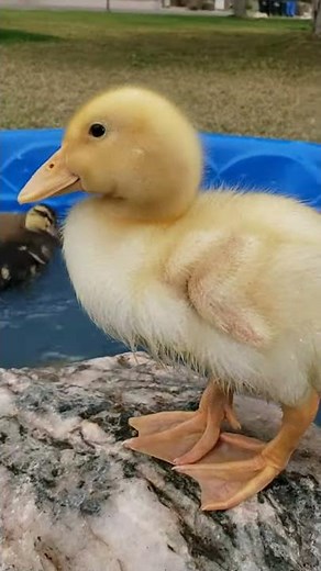 Cute baby duck #short