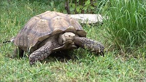 You saw the tough trucks – now make way for Tubby! 🐢 This African-spurred tortoise has a strong shell that can withstand more than 200 times his body weight! Tortoises also pack a powerful bite with a strength of 1,000 psi – allowing him to make quick work of his personal salad bar. Plan a visit to see this tank of a tortoise today! You can spot him in his habitat right across from the giraffe yard, near the Mitten Market snack shop. | Detroit Zoo