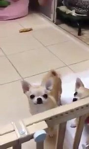 38K views · 284 reactions | This is a dog dancing. Haha | Adorable Animal Videos | Facebook