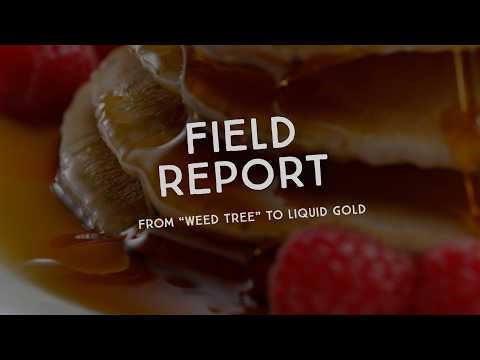 Field Report: From "Weed Tree" to Liquid Gold