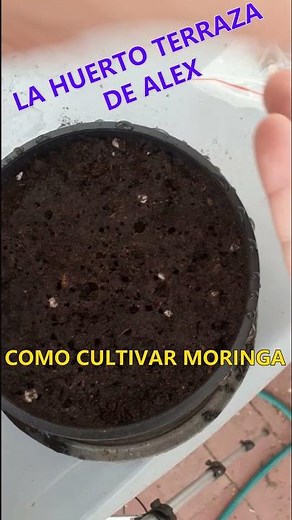 How to grow MORINGA in a POT from SEED very EASY