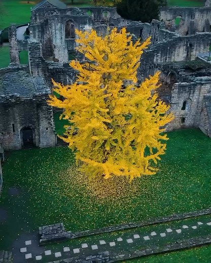 ginko in fall a thousand small suns fluttering on ancient branches, remembering a world older than memory - the age before ages, exhaling the last warm breath of the year. ❤️❤️❤️ (kds 11.22.25) #lovenotes #fall #gingko #besttimeoftheyear (Video by trailblazerphoto) | Karen Dipnarine-Saroop