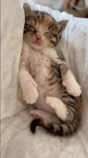My little tiger taking a nap after drinking her milk IN MEMORIAM