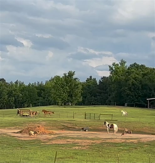 We had a surprise but very welcome downpour late this afternoon which cooled everything off by about 10° and made everyone a little frisky. Razor and Grady were especially having a great time. I love watching any of our horses run but, watching my boyfriend, Grady (the Palomino,) run like this is my absolute favorite thing. He is 27 years old, has a touch of arthritis and spent an entire year locked in a stall, 24/7 all alone and barely fed before coming to us. My heart is full seeing him strong