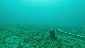 Parks and Wildlife Service, Western Australia on Reels