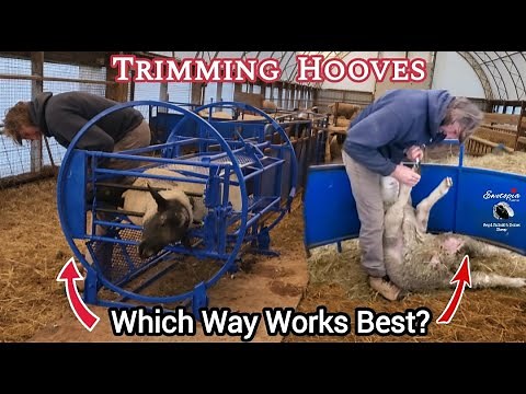 Sheep Therapy & Hoof Trimming Showdown: Tilt Table vsTraditional Method!| Daily Sheep Farming Vlog