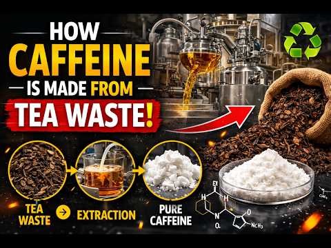 How Caffeine Is Made from Tea Waste | Industrial Extraction Process